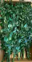 RUS/0104T Ruscus Stabilisé Grand Green 40-80 cm