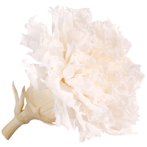 [CAR/1000] CAR/1000 Carnation preserved White W-Box 6 heads