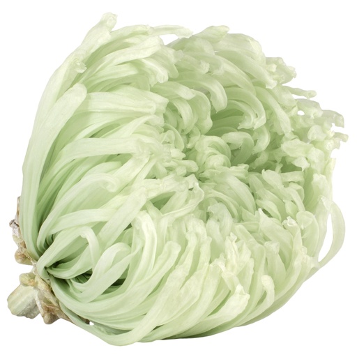 [ANA/2160] ANA/2160 Chrysanthemum Anastasia Preserved  Mint Green W-Box 4 heads