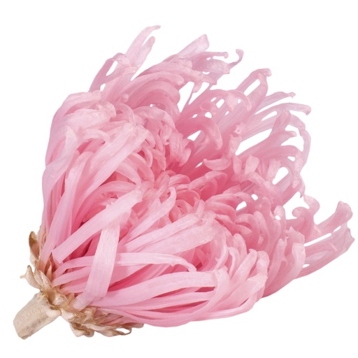 [ANA/2420] ANA/2420 Chrysanthemum Anastasia preserved Pastel Pink W-Box 4 heads