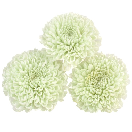 [FOC/2160] FOC/2160 Chrysanthemum Focus preserved Mint Green W-Box 12 heads