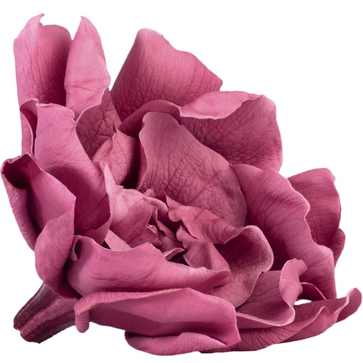 [GAR/2480] GAR/2480 Gardénia stabilisée Fleur de Cerisier W-Box 3 têtes