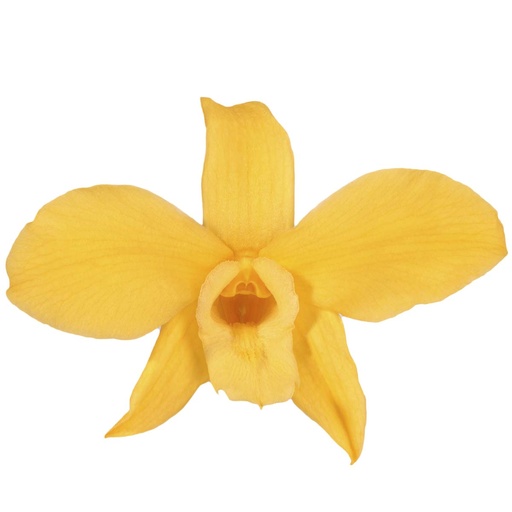[DEN/1350] DEN/1350 Orchidée stabilisée Jaune Vif W-Box 5 têtes