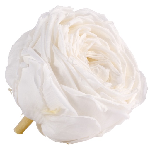 [RGA/2000] RGA/2000 Rose Heads Peony Preserved White W-Box 6 Ud
