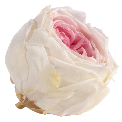 [RGAT/2104] RGAT/2104 Rose Köpfe Pfingstrose stabilisierte Hell Rosa Dreifarbig W-Box 6 Ud