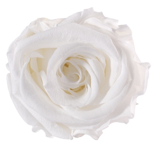 [RME/3000] RME/3000 Têtes de Roses Medium stabilisée Blanc Boite de 8 têtes