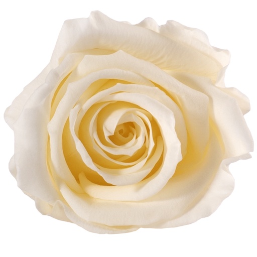 [RME/3020] RME/3020 Têtes de Roses Medium stabilisée Champagne Boite de 8 têtes