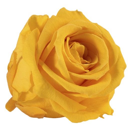 [RME/3340] RME/3340 Têtes de Roses Medium stabilisée Jaune vif Boite de 8 têtes