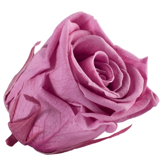 [RME/3480] RME/3480 Rose Köpfe Medium stabilisierte Kirschblüte W-Box 8 Ud