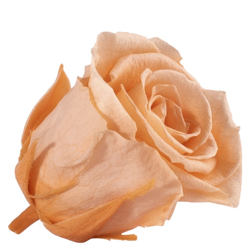 [RME/3550] RME/3550 Têtes de Roses Medium stabilisée Pêche W-Box 8 têtes