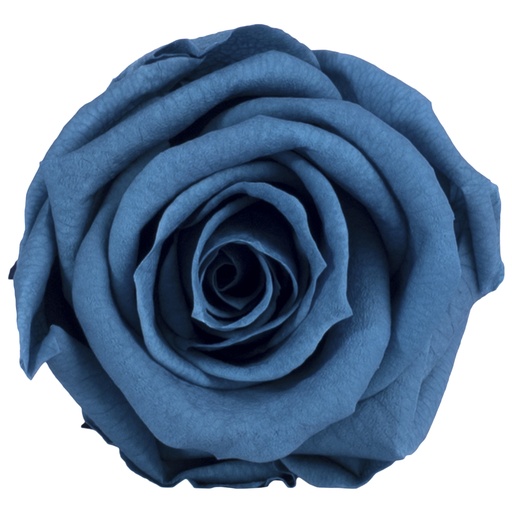 [RME/3630] RME/3630 Têtes de Roses Medium stabilisée Bleu foncé Boite de 8 têtes