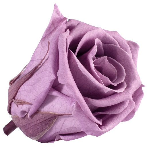 [RME/3830] RME/3830 Têtes de Roses Medium stabilisée Lilas Boite de 8 têtes