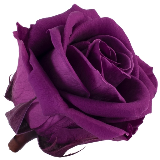 [RME/3840] RME/3840 Têtes de Roses Medium stabilisée Violet Boite de 8 têtes