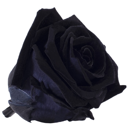 [RME/3990] RME/3990 Têtes de Roses Medium stabilisée Noir Boite de 8 têtes