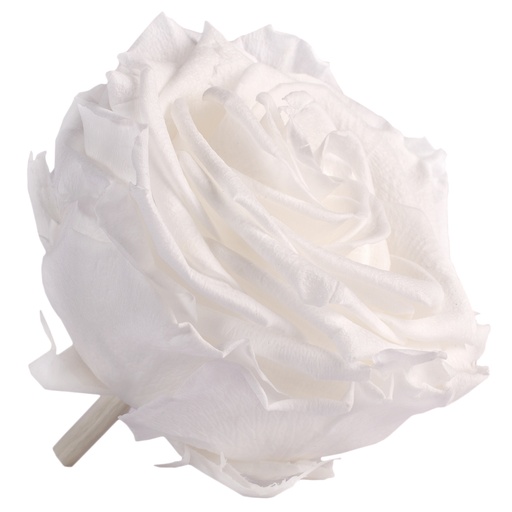 [RSG/2000] RSG/2000 Têtes de Roses Premium stabilisée Blanc W-Box 4 têtes