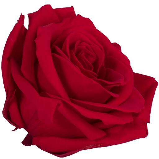[RSG/2200] RSG/2200 Têtes de Roses Premium stabilisée Rouge W-Box 4 têtes