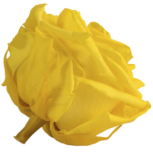 [RSG/2340] RSG/2340 Têtes de Roses Premium stabilisée Jaune Vif W-Box 4 têtes