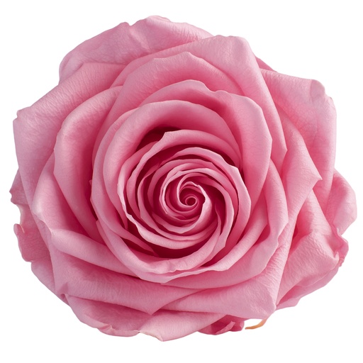 [RSG/2420] RSG/2420 Têtes de Roses Premium stabilisée Rose Pastel W-Box 4 têtes