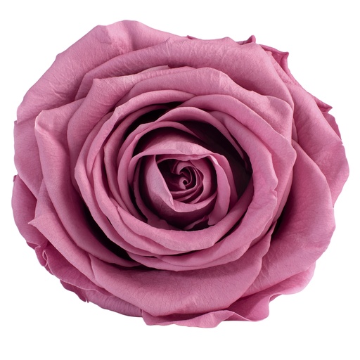 [RSG/2480] RSG/2480 Têtes de Roses Premium stabilisée Fleur de Cerisier W-Box 4 têtes