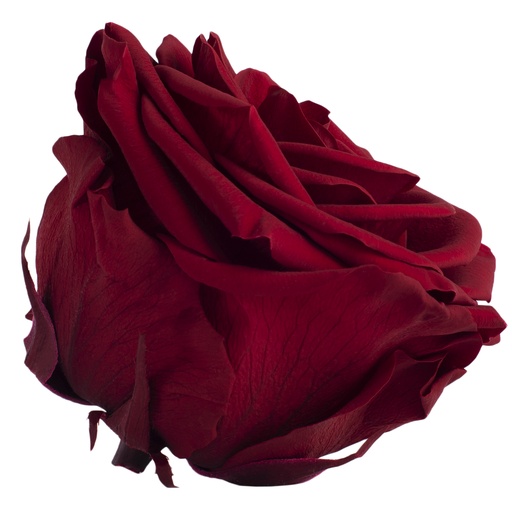 [RSG/2800] RSG/2800 Têtes de Roses Premium stabilisée Bordeaux W-Box 4 têtes