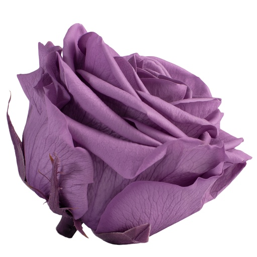 [RSG/2830] RSG/2830 Têtes de Roses Premium stabilisée Lilas W-Box 4 têtes