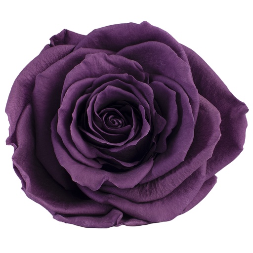 [RSG/2840] RSG/2840 Rose Köpfe Premium  stabilisierte Lila W-Box 4 Ud