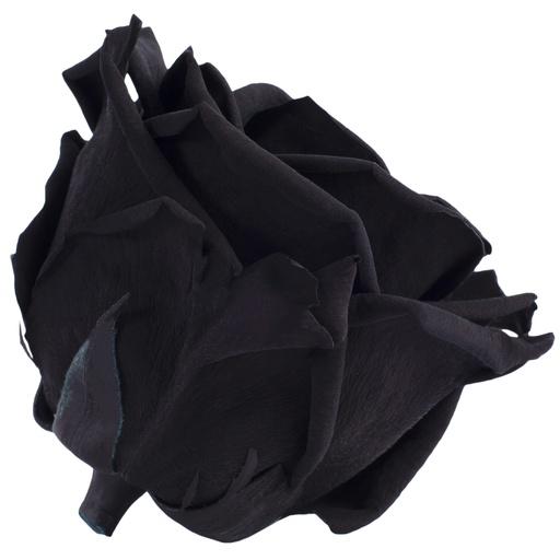 [RSG/2990] RSG/2990 Rose Köpfe Premium stabilisierte Schwarz W-Box 4 Ud