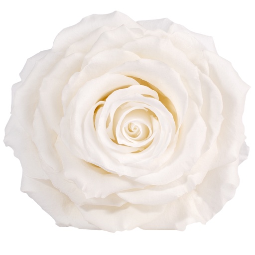 [RSK/2000] RSK/2000 Rose Head King preserved White W-Box 1 Ud