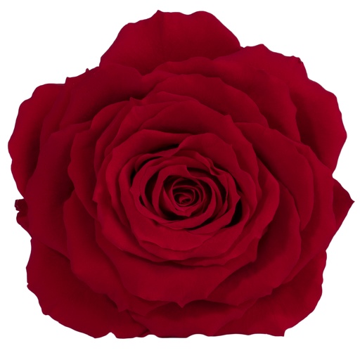 [RSK/2200] RSK/2200 Rose Head King Rot W-Box 1 Ud