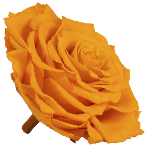 [RSK/2350] RSK/2350 Rose Köpfe King stabilisierte Warmes Gelb W-Box 1 Ud