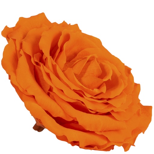 [RSK/2530] RSK/2530 Rose Head King preserved Orange W-Box 1 Ud