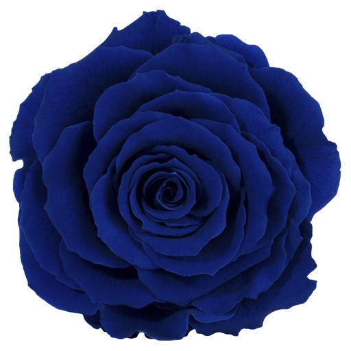 [RSK/2630] RSK/2630 Rose Köpfe King stabilisierte Dunkelblau W-Box 1 Ud