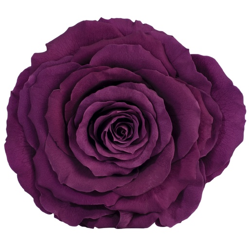 [RSK/2840] RSK/2840 Rose Köpfe King stabilisierte Lila W-Box 1 Ud