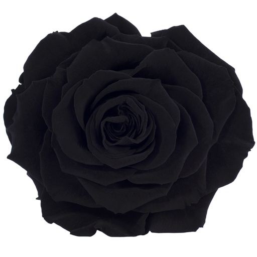 [RSK/2990] RSK/2990 Rose Köpfe King stabilisierte Schwarz W-Box 1 Ud