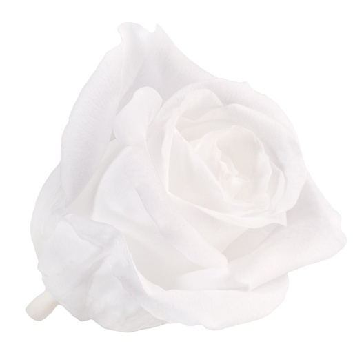 [RSM/1000] RSM/1000 Têtes de Roses Mini stabilisée Blanc W-Box 12 têtes