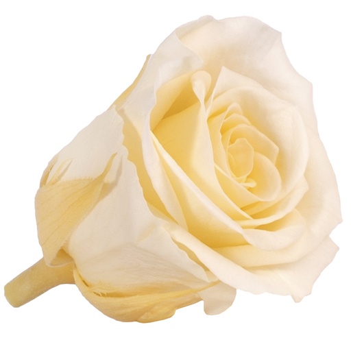 [RSM/1020] RSM/1020 Rose Köpfe Mini stabilisierte Champagner W-Box 12 Ud