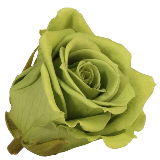 [RSM/1151] RSM/1151 Rose Köpfe Mini stabilisierte Grüntee W-Box 12 Ud