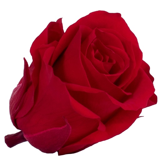 [RSM/1200] RSM/1200 Rose Köpfe Mini stabilisierte Rot W-Box 12 Ud