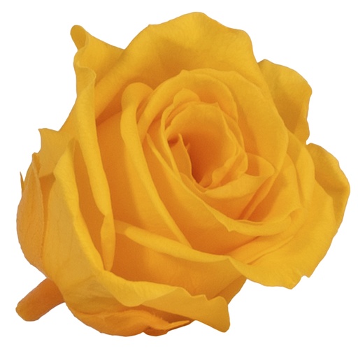 [RSM/1350] RSM/1350 Rose Heads Mini preserved Warm Yellow W-Box 12 Ud