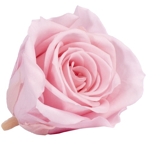 [RSM/1471] RSM/1471 Rose Köpfe Mini stabilisierte Braut Rosa W-Box 12 Ud