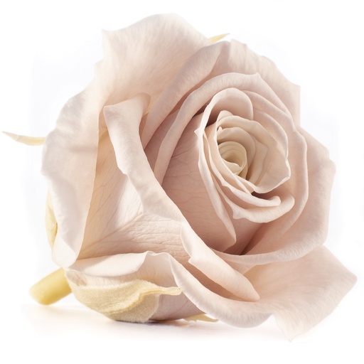[RSM/1480] RSM/1480 Têtes de Roses Mini stabilisée Fleur de Cerisier W-Box 12 têtes