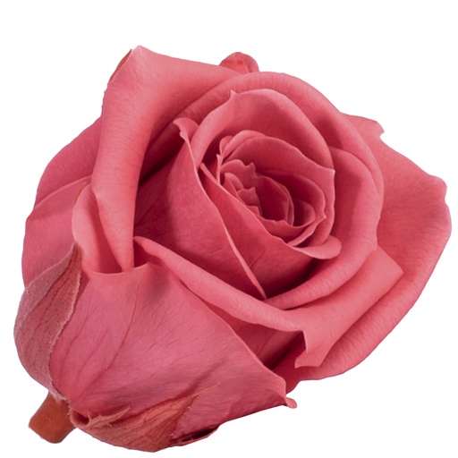 [RSM/1490] RSM/1490 Rose Köpfe Mini stabilisierte Dunkel Rosa 12 Ud