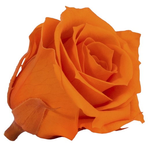 [RSM/1530] RSM/1530 Rose Köpfe Mini stabilisierte Orange 12 Ud