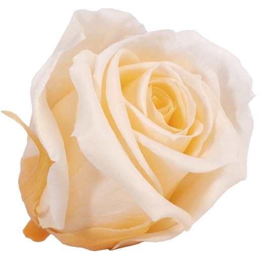 [RSM/1550] RSM/1550 Rose Heads Mini preserved Peach 12 Ud