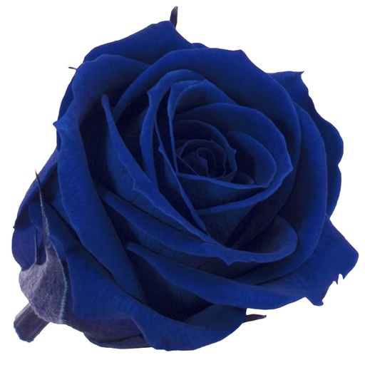 [RSM/1630] RSM/1630 Rose Köpfe Mini stabilisierte Dunkelblau 12 Ud,