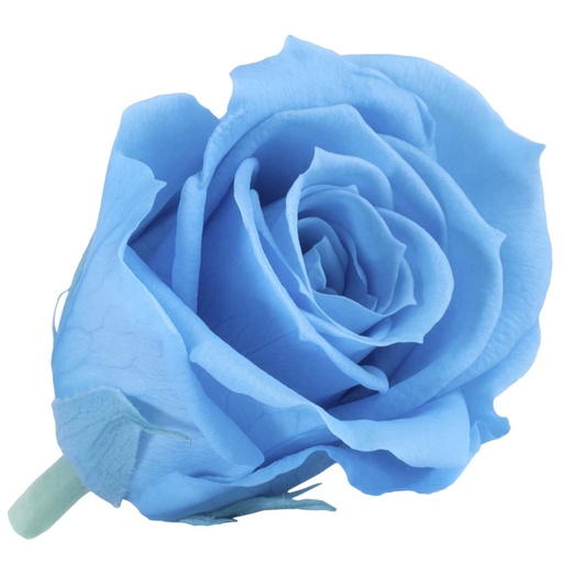 [RSM/1640] RSM/1640 Rose Köpfe Mini stabilisierte Hell Blau 12 Ud