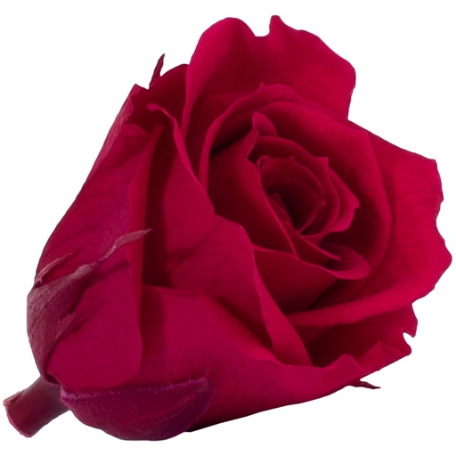 [RSM/1800] RSM/1800 Rose Köpfe Mini stabilisierte Burgund 12 Ud