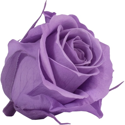 [RSM/1830] RSM/1830 Têtes de Roses Mini stabilisée Lilas W-Box 12 têtes