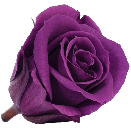 [RSM/1840] RSM/1840 Rose Köpfe Mini Stabilisierte Lila 12 Ud