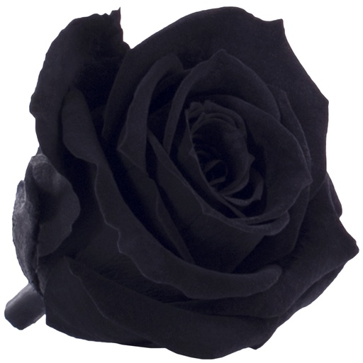 [RSM/1990] RSM/1990 Rose Heads Mini Preserved Black 12 Ud